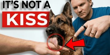 The Real Reason Your Dog Licks You (It’s NOT What You Think!)