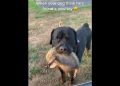 The dog came home with a new friend#funnydog #funnyvideos #funny #dog #foryou #usa🇺🇸 #fyp