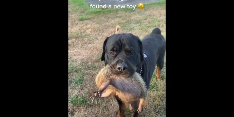 The dog came home with a new friend#funnydog #funnyvideos #funny #dog #foryou #usa🇺🇸 #fyp