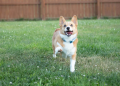 Tips for Managing Your Dog’s Spring Fever