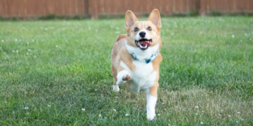 Tips for Managing Your Dog’s Spring Fever