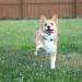 Tips for Managing Your Dog’s Spring Fever Tips for Managing Your Dog’s Spring Fever
