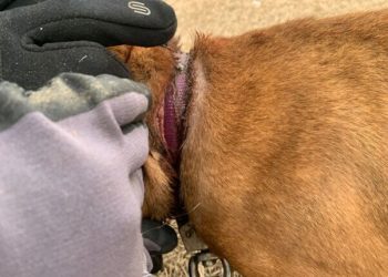 VIDEO: Liora the Dog Goes From Chains to Cuddles