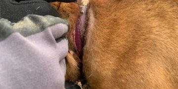 VIDEO: Liora the Dog Goes From Chains to Cuddles