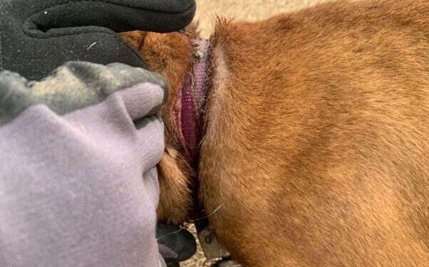 VIDEO: Liora the Dog Goes From Chains to Cuddles