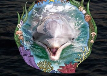 15-Year-Old Dolphin Dead at Florida Marine Park; Survivors MUST Be Sent to Sanctuary!