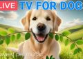 🔴24 Hours of Dog TV🎵🐶Calming Music for Dog Sleep🐾🩷Soothing Dog Music for Anti Stress and Anxiety