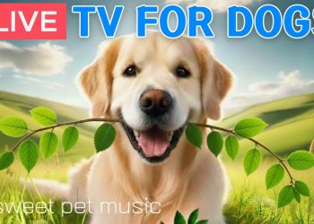 🔴24 Hours of Dog TV🎵🐶Calming Music for Dog Sleep🐾🩷Soothing Dog Music for Anti Stress and Anxiety