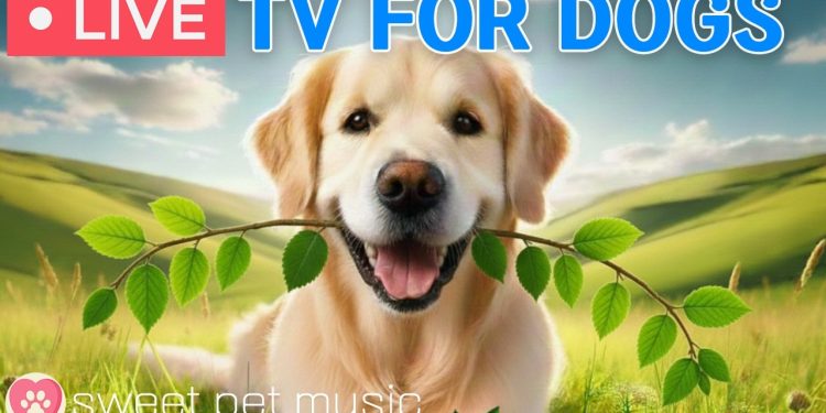 🔴24 Hours of Dog TV🎵🐶Calming Music for Dog Sleep🐾🩷Soothing Dog Music for Anti Stress and Anxiety