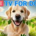 🔴24 Hours of Dog TV🎵🐶Calming Music for Dog Sleep🐾🩷Soothing Dog Music for Anti Stress and Anxiety