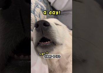 4 Signs Your Dog Is Happy! 🐶 #dog