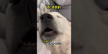 4 Signs Your Dog Is Happy! 🐶 #dog
