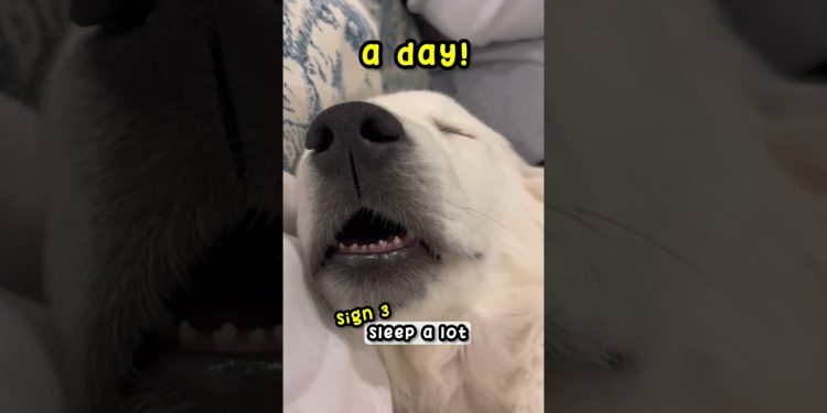 4 Signs Your Dog Is Happy! 🐶 #dog