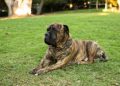 7 Dental Products, Chews, & Toys to Clean Your Bullmastiff’s Teeth