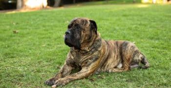 7 Dental Products, Chews, & Toys to Clean Your Bullmastiff’s Teeth