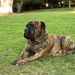 7 Dental Products, Chews, & Toys to Clean Your Bullmastiff’s Teeth