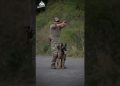Belgian Malinois Top Most Skilled Military Dog #shorts Belgian Malinois Top Most Skilled Military Dog #shorts