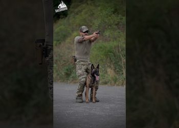Belgian Malinois Top Most Skilled Military Dog #shorts