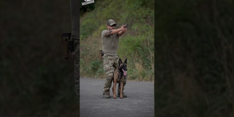 Belgian Malinois Top Most Skilled Military Dog #shorts Belgian Malinois Top Most Skilled Military Dog #shorts