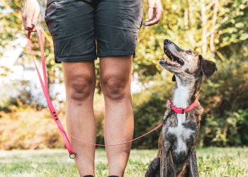 Building Canine Confidence: Simple Steps to Help Your Nervous Pup Socialize
