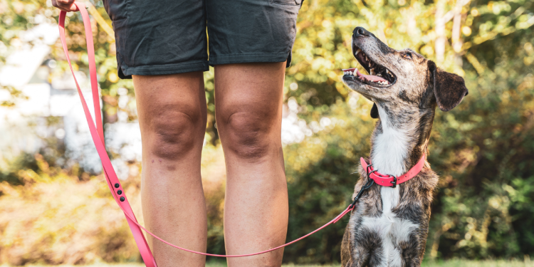 Building Canine Confidence: Simple Steps to Help Your Nervous Pup Socialize