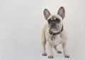 Canine Companions: Empowering Kids with Dog Training Skills