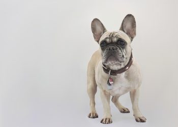 Canine Companions: Empowering Kids with Dog Training Skills