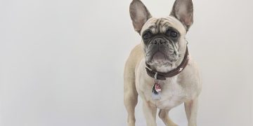 Canine Companions: Empowering Kids with Dog Training Skills