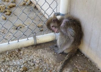 Contagious Shigella Found in Monkeys Used for Experiments