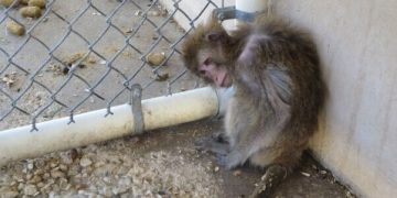 Contagious Shigella Found in Monkeys Used for Experiments