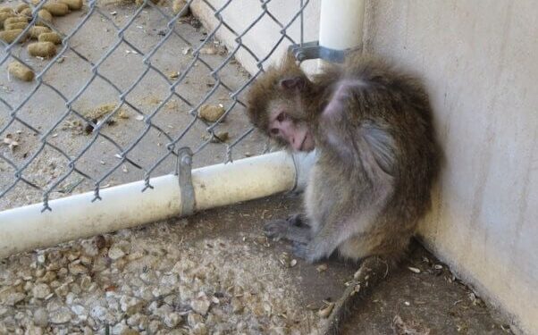 Contagious Shigella Found in Monkeys Used for Experiments