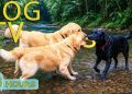 DOG TV: Best Videos Entertain Help Prevent Boredom & Calm Anxiety for Dogs Alone – Music for Dogs