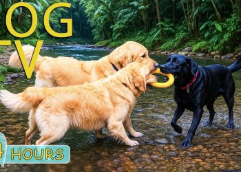 DOG TV: Best Videos Entertain Help Prevent Boredom & Calm Anxiety for Dogs Alone – Music for Dogs