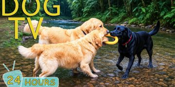 DOG TV: Best Videos Entertain Help Prevent Boredom & Calm Anxiety for Dogs Alone – Music for Dogs