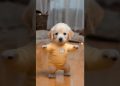 Dancing Puppy Deli 🐶😂 Cute Dog Shows Off Dance Moves Dancing Puppy Deli 🐶😂 Cute Dog Shows Off Dance Moves