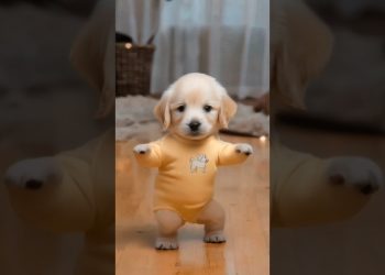 Dancing Puppy Deli 🐶😂 Cute Dog Shows Off Dance Moves