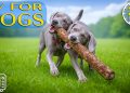 Dog TV 24/7: Soothe Dog Anxiety Fast with Calming Music for Dogs & Boredom Busting Videos for Dogs