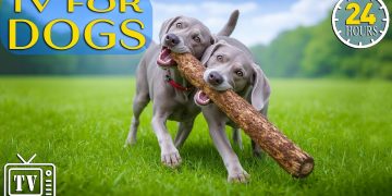 Dog TV 24/7: Soothe Dog Anxiety Fast with Calming Music for Dogs & Boredom Busting Videos for Dogs Dog TV 24/7: Soothe Dog Anxiety Fast with Calming Music for Dogs & Boredom Busting Videos for Dogs