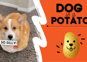Dog Thinks He’s a POTATO! #fail #cute