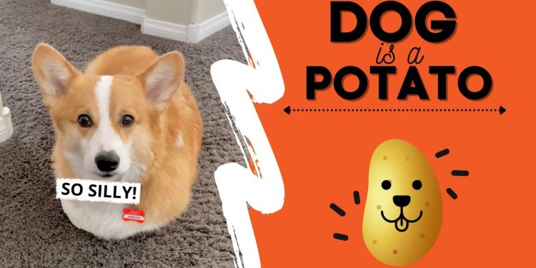 Dog Thinks He’s a POTATO! #fail #cute