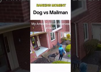 Dogs being idiots part 358: Dog vs Mailman 🤣🐕 #funnydog #funnypet #cutedog #dog #pets #short