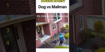 Dogs being idiots part 358: Dog vs Mailman 🤣🐕 #funnydog #funnypet #cutedog #dog #pets #short