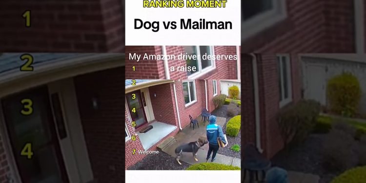 Dogs being idiots part 358: Dog vs Mailman 🤣🐕 #funnydog #funnypet #cutedog #dog #pets #short