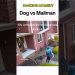 Dogs being idiots part 358: Dog vs Mailman 🤣🐕 #funnydog #funnypet #cutedog #dog #pets #short