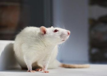 EU chemicals reform: a critical opportunity to advance non-animal science