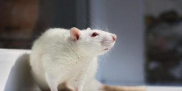 EU chemicals reform: a critical opportunity to advance non-animal science