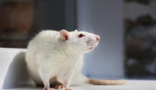 EU chemicals reform: a critical opportunity to advance non-animal science