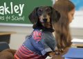 Ep 16: OAKLEY GOES TO SCHOOL — (Cute Dog Video School Day)