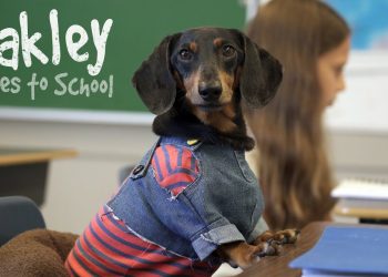 Ep 16: OAKLEY GOES TO SCHOOL — (Cute Dog Video School Day)