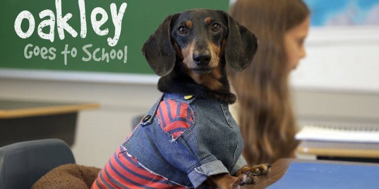 Ep 16: OAKLEY GOES TO SCHOOL — (Cute Dog Video School Day)
